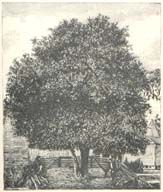 Largest Orange Tree